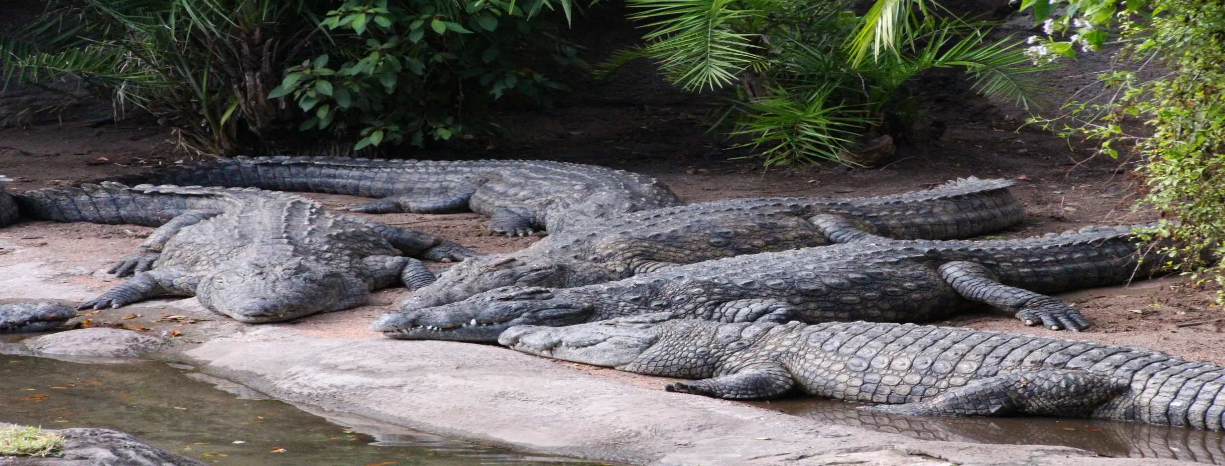 Image for Visit to Kachikally Crocodile Pool
